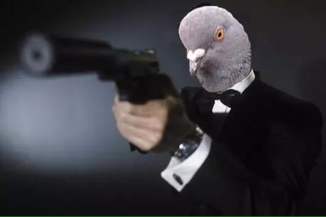 Top Secret Photograph of Avian Bond, captured during his training at an undisclosed PAF Location